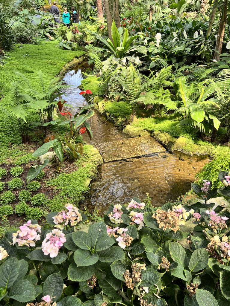 A small creek in the Palm House
